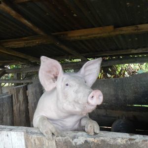 Meet your Posher, Cameron